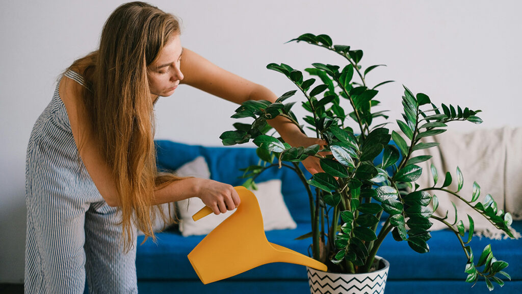 como vender plantas​